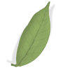 ING-LEaf-LEFT