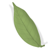 leaf 1